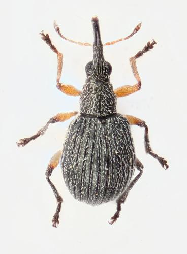 Eutrichapion viciae